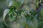 Climbing euonymus